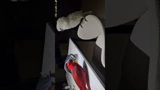 #뉴기니아 #코카투 #앵무새 #귀여운