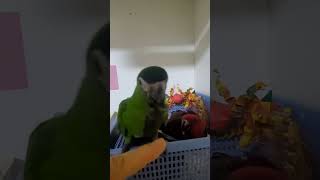 한스마카우 #parrot #앵무새 #birds