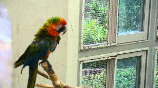 야자앵무, 청금강앵무, 금강앵무, 홍금강앵무, 보라부채머리 ( Palm Cockatoo, Macaw, Violet Turaco )