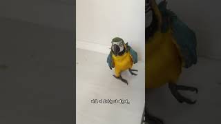 청금강앵무 이유조를 키우시려면 꼭 보세요 ! 마카우앵무…