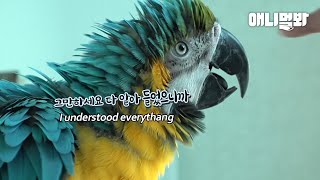 비행 가르쳤더니 비행 청새년이 된 울집 앵무새..ㅣPa…