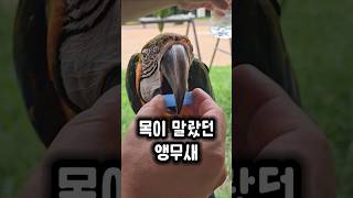 물 주는걸 깜빡한 아빠와 목이 말랐던 앵무새 #앵무새 …