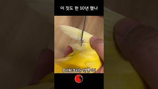 앵무새 윙컷은 처음 볼지도