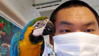 [청금강앵무새] 망고랑 노는중