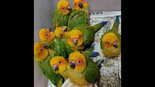 넘나 귀여운 아기 썬코뉴어앵무새들