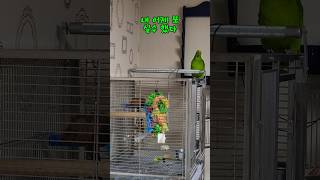 아리의 주말 수다 #말하는  #아마존 #앵무새 #아리  #parrot #birds #cute #좋아요