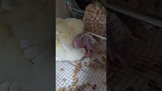 코뉴어 아가 잘자~♡                              #앵무새 #이유조 #문칙코뉴어 #가정분양