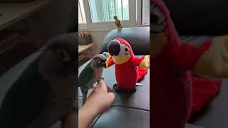 반려조 키우기 앵무새 코뉴어 로로♡또또 이야기~^^ 앵…