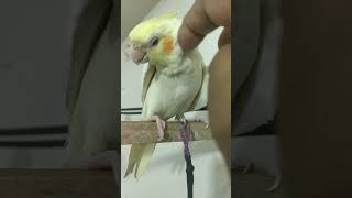 How to Make Your Cockatiel Bird Love You  | First Step #birds #cuteanimals #cockatiel #cutebirds