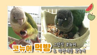 [앵무새키우기] 그린칙 코뉴어 & 파인애플 코뉴어 앵무새 과일 먹방