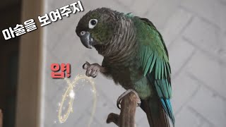 마술 부리는 블루코뉴어 앵무새 ^^ (A parrot …