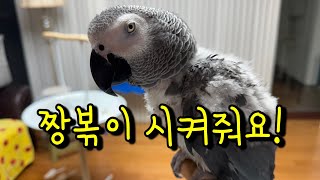 딸기 대신 짬뽕 시켜달라는 앵무새ㅋㅋㅋㅋ