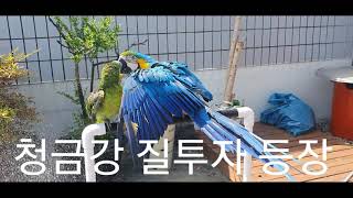 샤워하는 앵무새 청금강 앵무새 질투