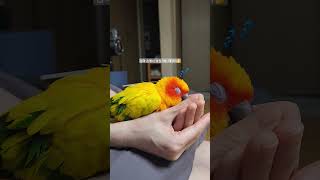 사람 손에서 따뜻하게 낮잠자는 썬코뉴어앵무새