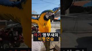아기 앵무새 비행연습 ##청금강 #macaw #베율
