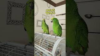 가수 세븐틴 예쁘다 중독된 아리 #아마존 #앵무새 아리 #parrot #birds #앵무새 #말하는 앵무새