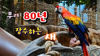 금강앵무.색깔이 매력적인 대형 앵무새 | Scarlet Macaw