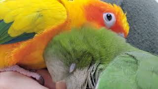 퀘이커를 무아지경으로 만든 썬코뉴어의 긁긁 #sunconure #parrot #quaker #parrot #preening