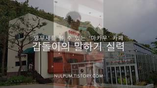 20190615-마카우카페 앵무새 갑돌이