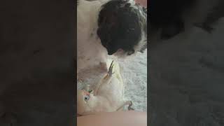 유황앵무 코카투 VS 강아지 시츄 2 MMA Fight Cokatoo VS Shihtzu