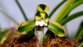 11월28일 월요일 좋은 품종들 10분 준비했습니다