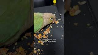 요즘 식비가 늘어난 이유 #shorts #앵무새