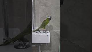 앵무새 목욕하기  #앵무새 #수속성앵무새 #한스마카우 …