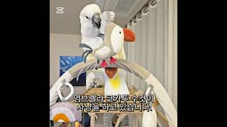 #앵무새 #엄브렐라코카투 #parrot #umbrellacockatoo