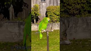 사랑합니다#naturephotography#parrot#wildlife#노래가사