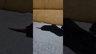 하랑이들어가기 성공#코뉴어앵무새#하봉이#parrot