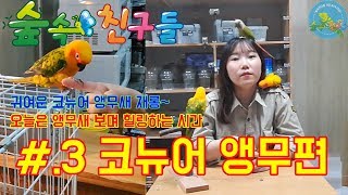 [숲속친구들]#3코뉴어,썬코뉴어 앵무새 편 , 이쁜앵무새들 재롱,장난,힐링하는 영상