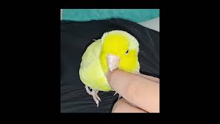 앵무새와 놀아주기