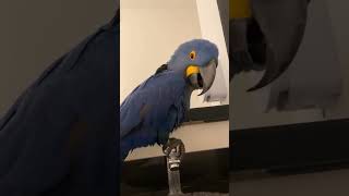 #hyacinthmacaw #vibrantbirds C…