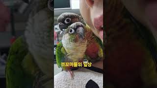 따라쟁이 앵무새#앵무새키우기 #동물키우기 #코뉴어 #c…