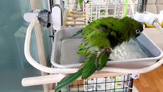 공서연(앵무새)한스마카우.봄이.추석맞이   목욕.202…