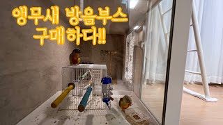 앵무새 방음부스 구매하다! #코뉴어앵무새 #코뉴어소음 …