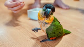 입양한 앵무새와 친해질 수 없는 기본적인 이유