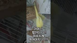 앵짹극장~! 아침식사 시간! #애완동물 #parrot …