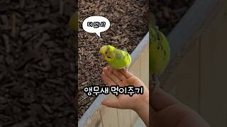 앵무새 먹이 주기 거 참 힘드네... 도도한 앵무새들 …