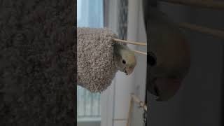 아빠의 양말(안녕하세요2기) #앵무새 #birds #앵…