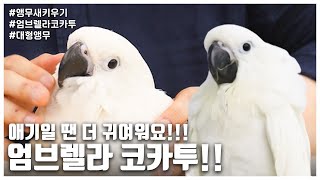 [앵무새키우기] 애기일 땐 더 귀여워요!!! 엄브렐라 …