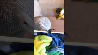 Average  Enjoyers #SHORTS