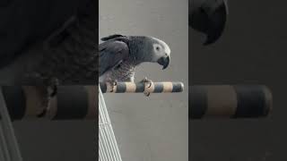 뭉치 근황#회색앵무 #귀여운