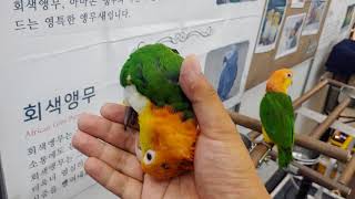 애교왕 카이큐앵무새