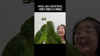 오빠 바람피지마 ㅠㅠ 오빠오빠 간절하게 말해보지만 ... #아랑이 #아마존앵무새 #대화하는앵무새