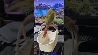 #앵무새 #music #앰프