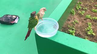 옥상에서 목욕하는 코뉴어