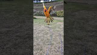 앵무새 나는 모습 #이리와 #썬코뉴어 #썬코 #리콜 #…