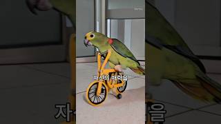 의외로 앵무새가 할 수 있는 이것?
