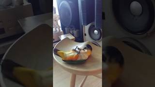 검은머리 카이큐 리오의 재롱 1 (앵무, Caique Parrot, ズグロシロハラインコ)